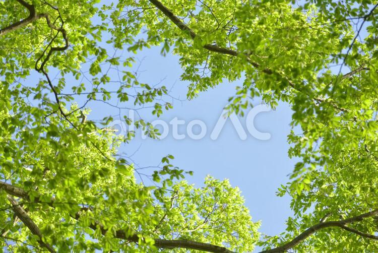 新緑のフレーム 新緑,フレーム,樹木の写真素材