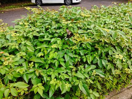 クロアゲハ クロアゲハの写真
