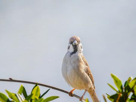 Sparrow perched on a branch, JPG Sparrow perched on a branch, JPG