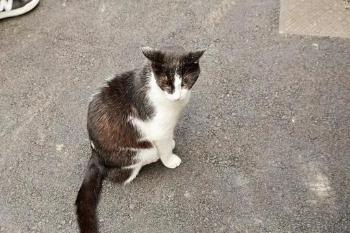 野良猫 野良猫の写真