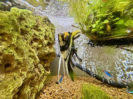 綺麗に整えられた水槽で泳ぐ熱帯魚 綺麗に整えられた水槽で泳ぐ熱帯魚の写真