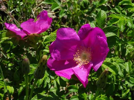 はまなすの花 はまなすの花の写真