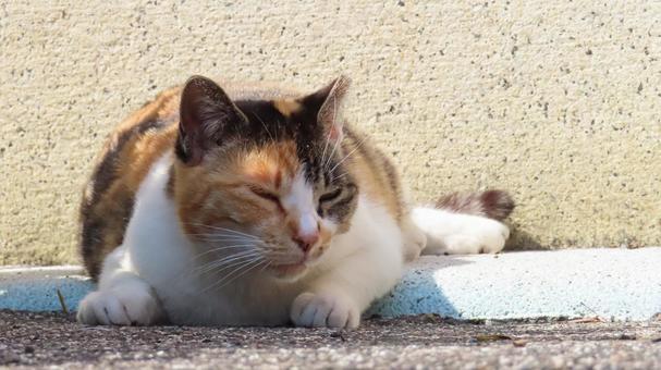 A sleepy calico cat wakes up from a nap, JPG