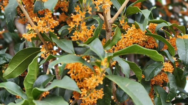 花 花 金木犀,秋,花の写真素材