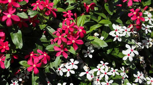 白馬五竜高山植物園 フェアリースター 白馬五竜高山植物園 フェアリースター フェアリースター,ニチニチソウ,コーラルピンクの写真素材