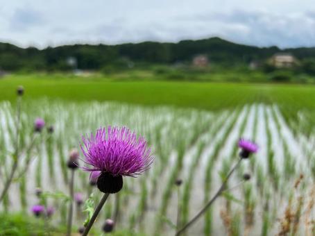 Thistles in a rice field, JPG