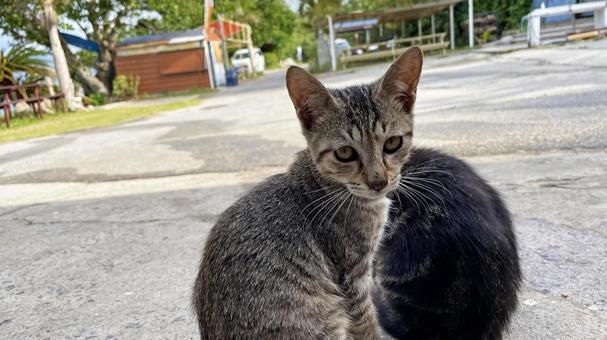 海辺でくつろぐ沖縄、離島の猫たち 猫,島猫,日向ぼっこの写真素材