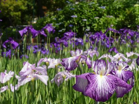 花真っ盛りの陽を浴びた花菖蒲 花真っ盛りの陽を浴びた花菖蒲の写真