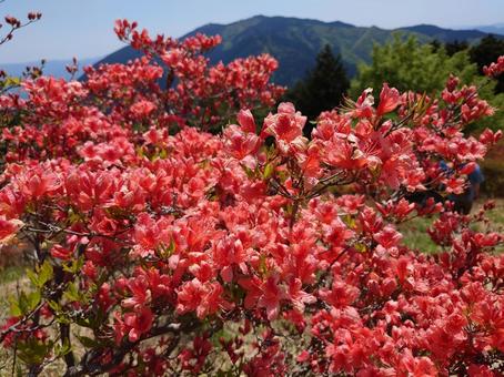 山つつじ 山つつじの写真