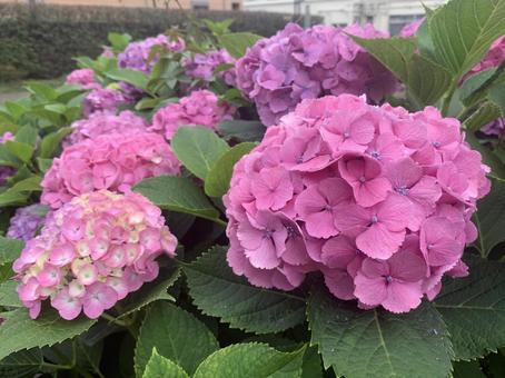 紫陽花 紫陽花 あじさい,梅雨,花の写真素材