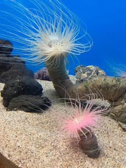 いそぎんちゃくの水槽 イソギンチャク,いそぎんちゃく,seaanemoneの写真素材