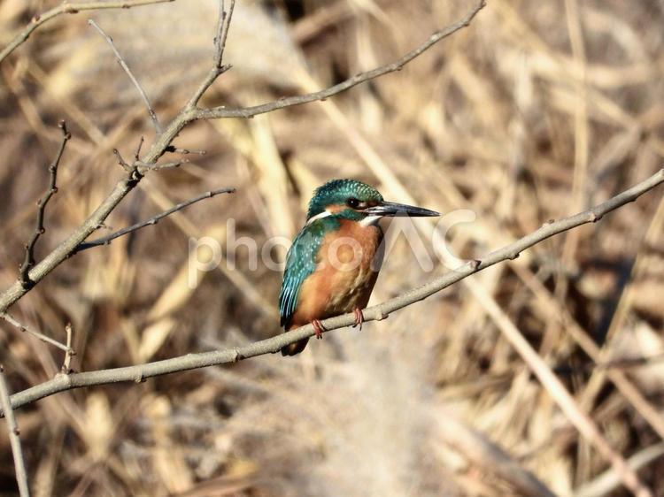 枝の上から魚を狙うカワセミ 鳥,野鳥,カワセミの写真素材