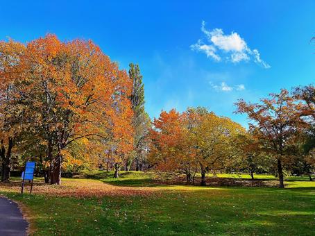公園の紅葉 紅葉,鮮やか,公園の写真素材