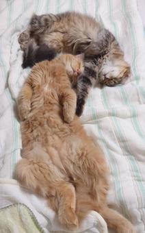 へそ天で寄り添って眠る2匹の子猫 へそ天,寄り添う,2匹の写真素材