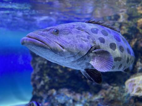 クエ 水族館 クエ 水族館の写真