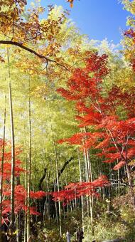 紅葉-1364 紅葉,モミジ,赤の写真素材