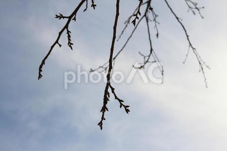 冬の空と枝 空,雲,木の写真素材