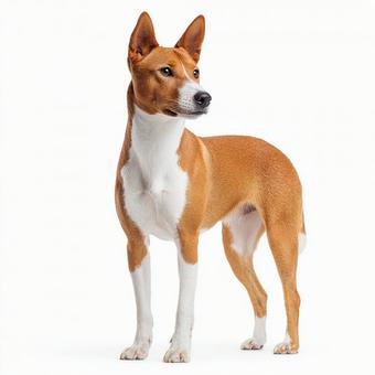 美しい毛並みのバセンジー犬 美しい毛並みのバセンジー犬の写真