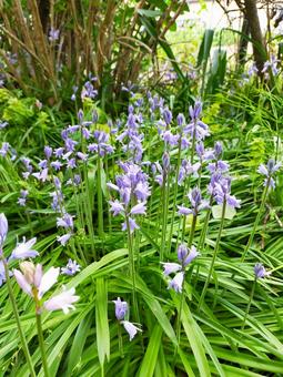 春の庭 春の庭 ツリガネスイセン,花,シラー・カンパニュラータの写真素材
