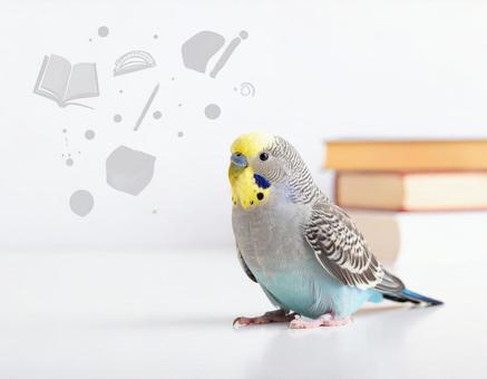 鳥と学ぶ 鳥と学ぶの写真
