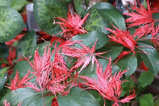 もみじ紅葉落ち葉 植物,もみじ,紅葉の写真素材