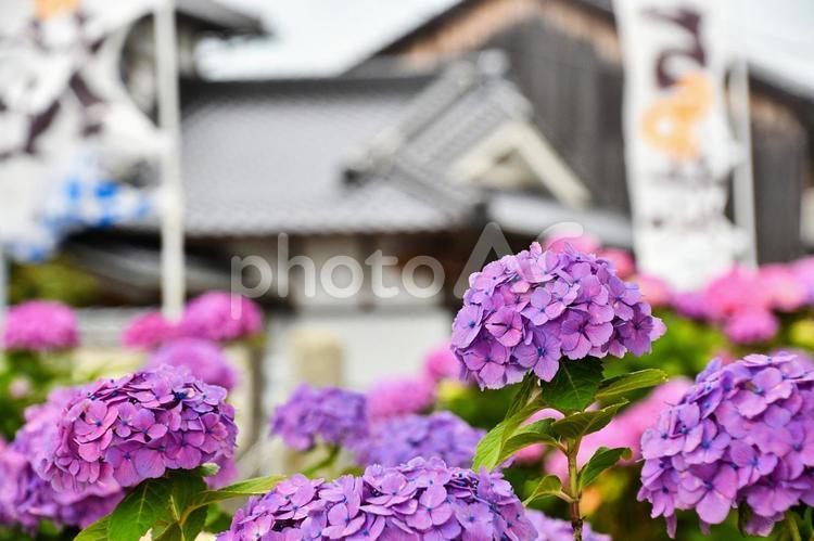鮮やかな色彩のアジサイ あじさい,花,植物の写真素材