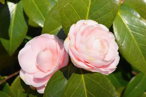 Pink camellia, JPG