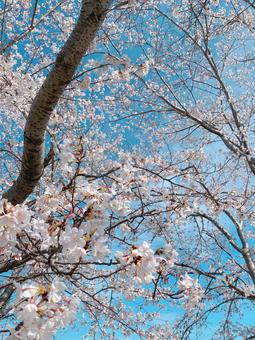 桜 桜の写真