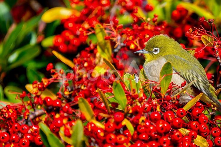 ピラカンサとメジロ・コピースペース メジロ,野鳥,鳥の写真素材