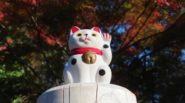 招き猫　紅葉狩り 招き猫,縁起物,置物の写真素材