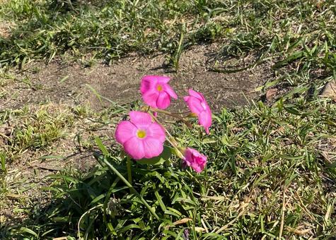 ある公園のオキザリスA_711K 花,オキザリス,ハナカタバミの写真素材