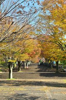 伊勢原総合運動公園 伊勢原総合運動公園,伊勢原,伊勢原市の写真素材