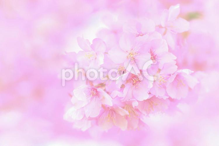 淡いピンクの桜花素材 桜,お花見,河津桜の写真素材