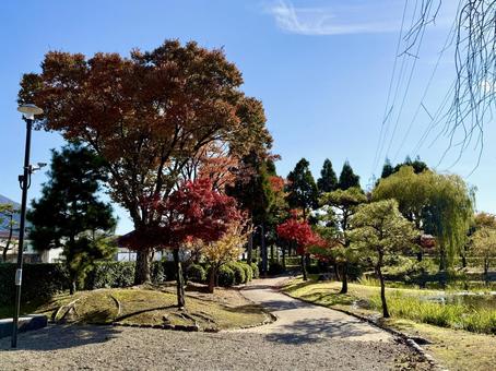 秋の昼間の紫式部公園　11月　紅葉 秋,紫式部公園,紅葉の写真素材