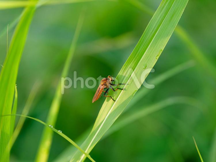 茂みの葉にとまるアブ アブ,虻,茂みの写真素材