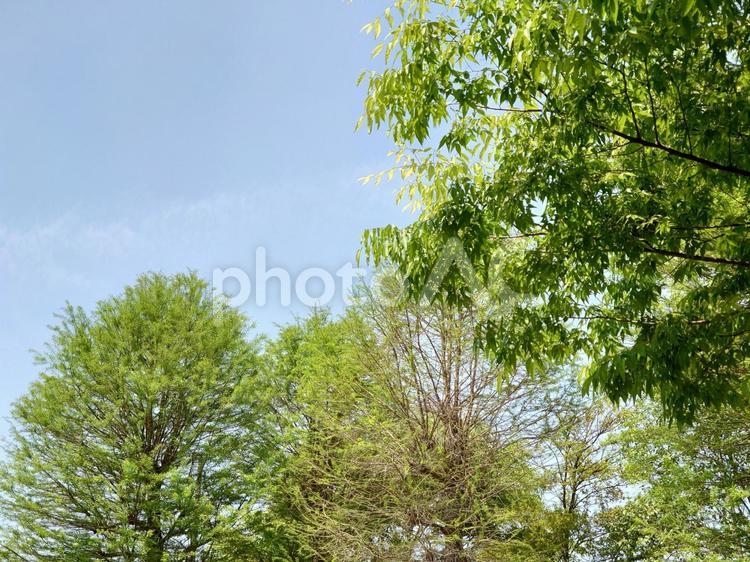 美しい緑の季節 初夏,緑,春の木の写真素材