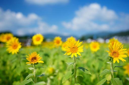 ひまわり畑 ひまわり畑 向日葵,ひまわり,ヒマワリの写真素材