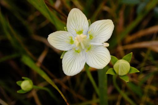 ウメバチソウの写真