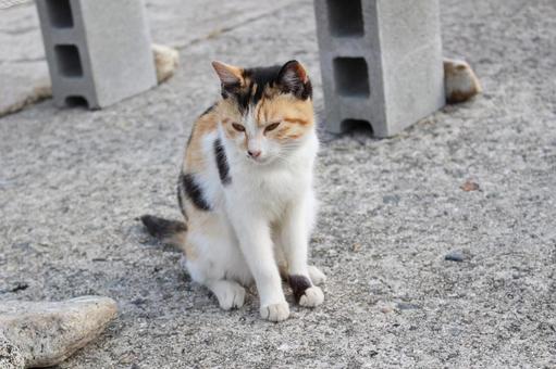 遠くを見つめる猫 遠くを見つめる猫 ネコ,動物,ねこの写真素材