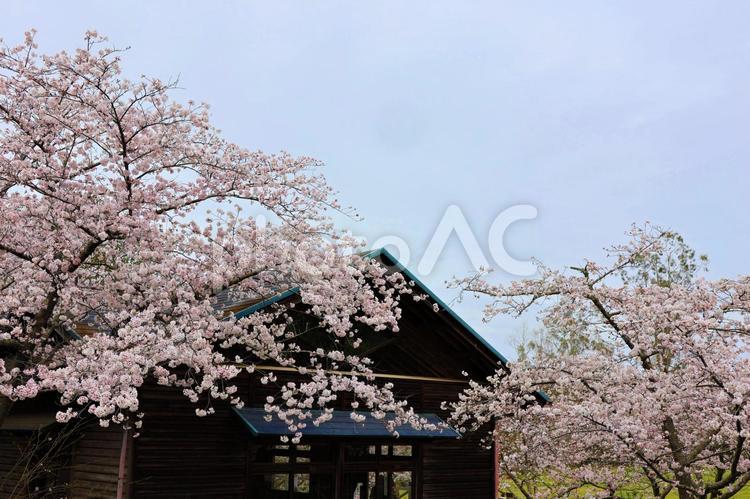 ３月下旬の高松市公渕公園の桜の花 背景,サクラ,桜の写真素材