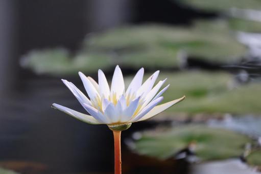 白い花びらの睡蓮の花のアップ 白い花びらの睡蓮の花のアップ 白い,花びら,睡蓮の写真素材