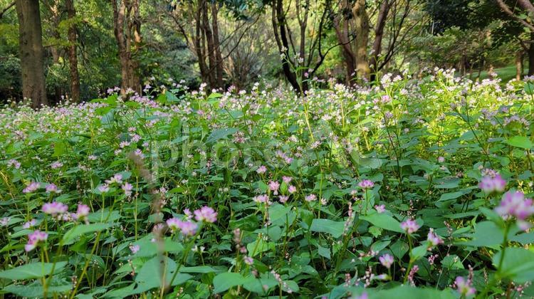 森の中の小さなお花 森林,緑,雑草の写真素材
