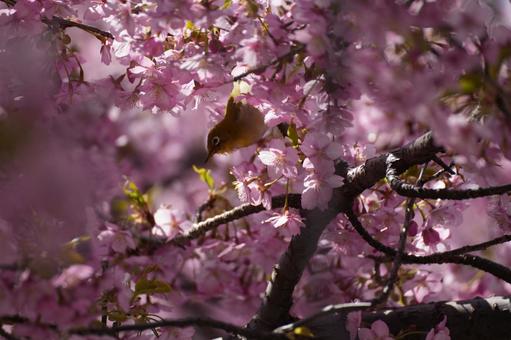 Kawazu cherry blossoms and Japanese white-eye, JPG
