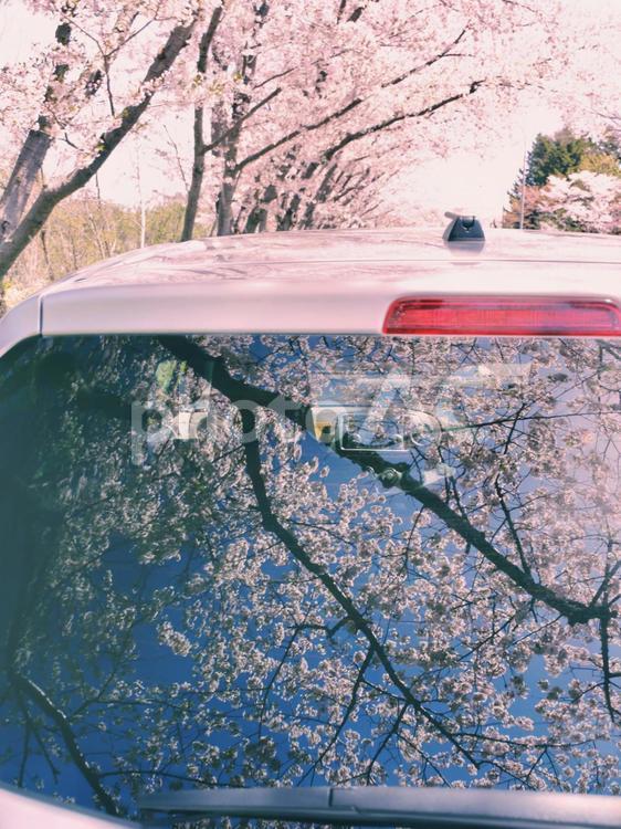 車の窓に映る桜並木 縦 桜,ソメイヨシノ,桜並木の写真素材