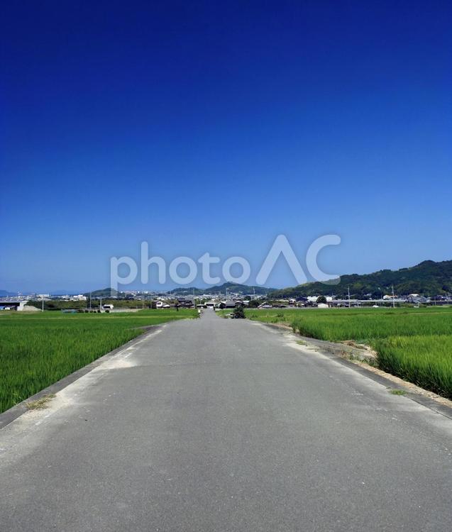 夏の田園風景-30 屋外で,草,木々の写真素材