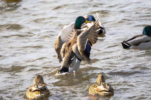 マガモ(35)の写真