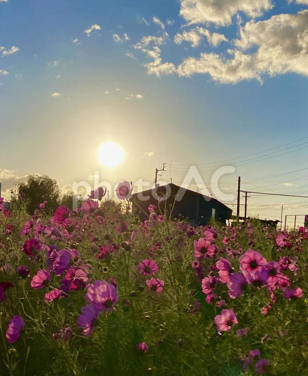 夕陽に映える秋桜 コスモス,こすもす,夕焼けの写真素材