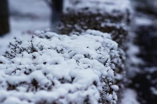 雪が積もった植え込みのクローズアップ 雪,冬,雪景色の写真素材