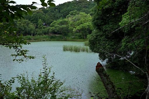 深い森の中に現れる緑の池 池,緑,森の写真素材