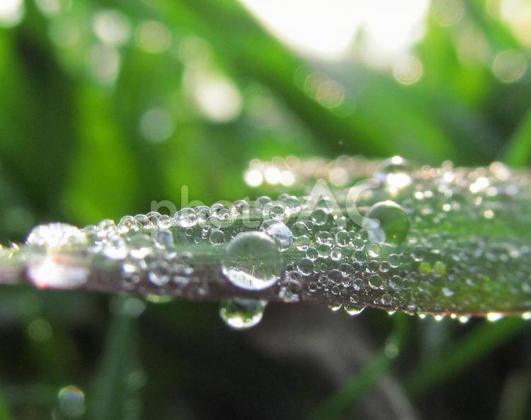 水滴と緑の葉と朝日Water drops 水滴,すいてき,waterの写真素材